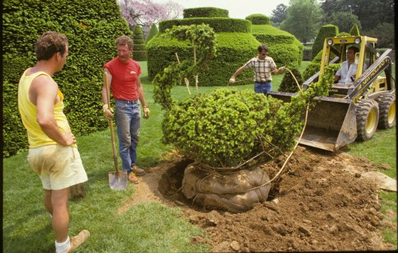 people gathered around planting a topiary form